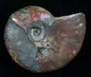 Red Iridescent Ammonite #5143-1